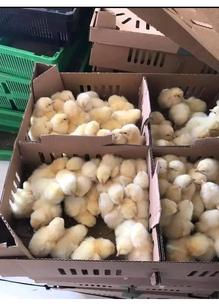 TİNDET DİŞİ 100 ADET