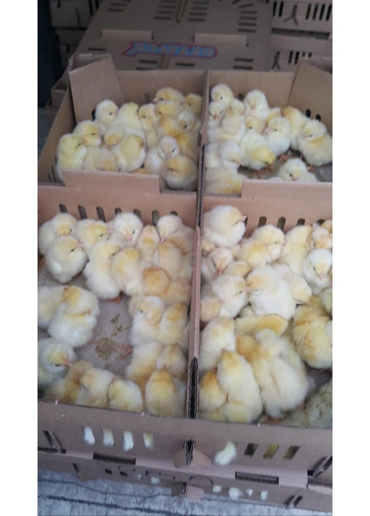 LOHMAN SANDY 100 ADET DİŞİ 