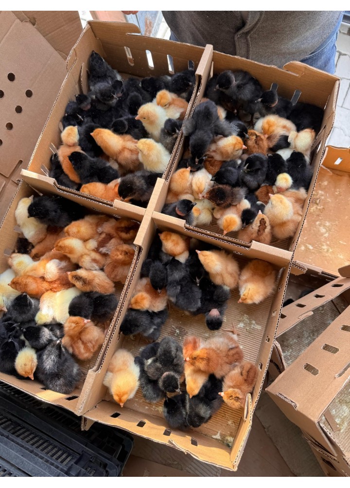 KÖY KARIŞIK 100 ADET