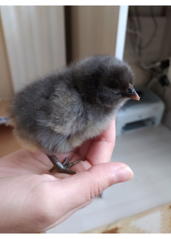 BLUE AUSTROLOP 100 ADET DİŞİ