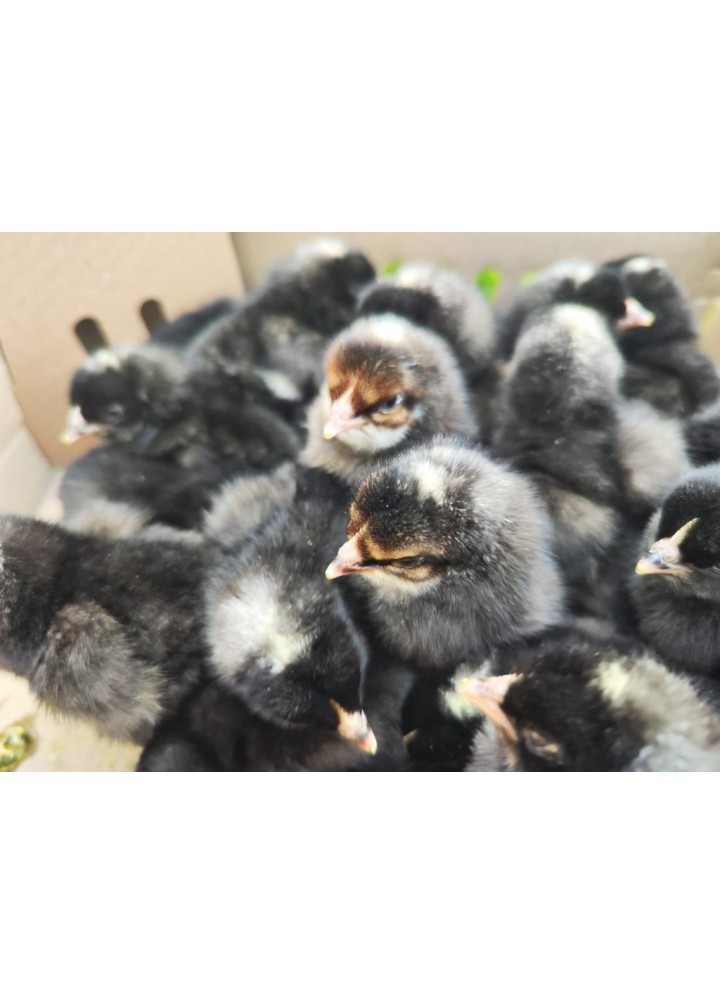 PLEYMUT DİŞİ 100 ADET