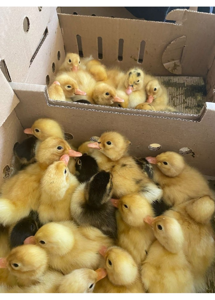 PEKİN ÖRDEĞİ 1 ADET