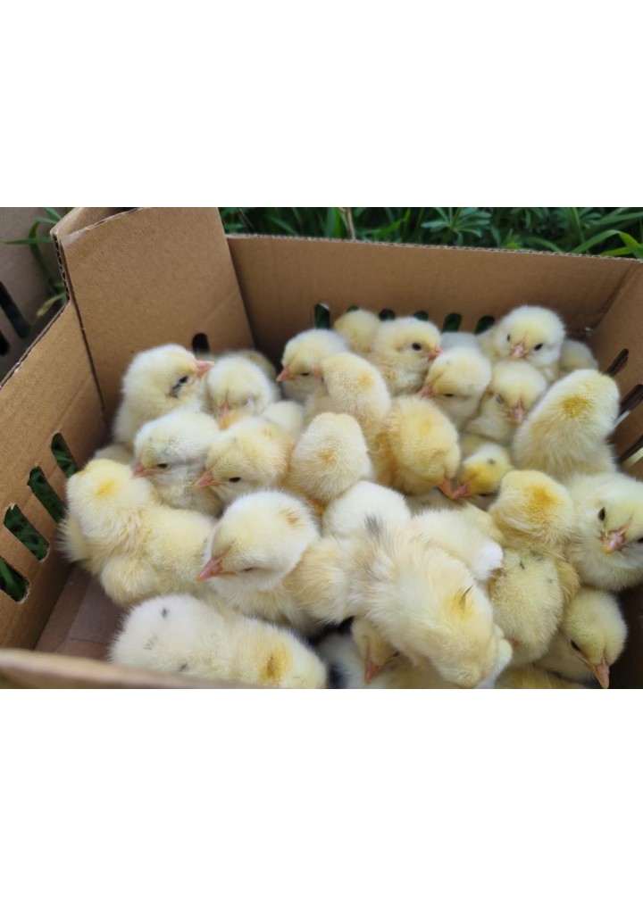 SUSEKS DİŞİ 100 ADET 