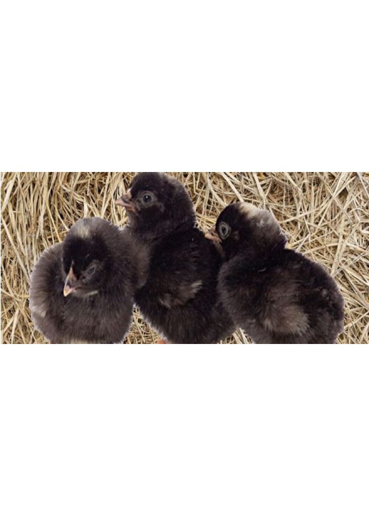 SİYAH AUSTROLOP 100 ADET DİŞİ