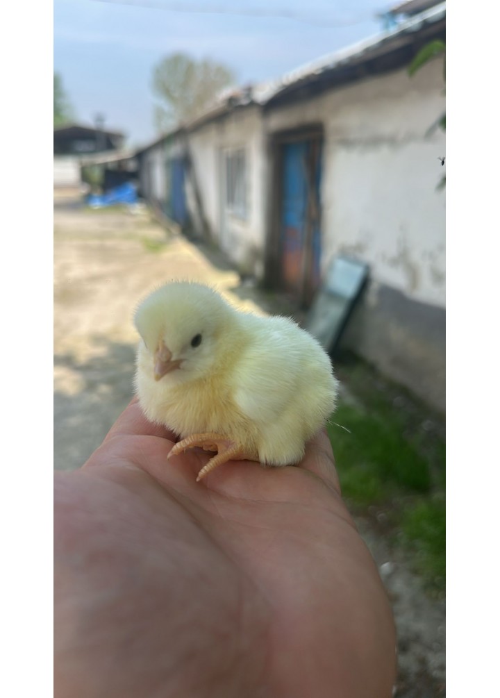 ROSS308 BEYAZ ETLİK 200 ADET