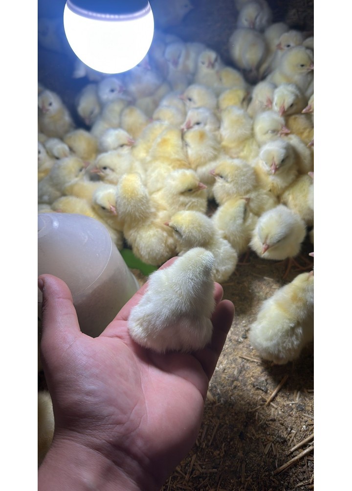 LİGORİN DİŞİ 100 ADET 