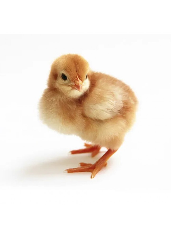 LOHMAN BROWN 100 ADET DİŞİ