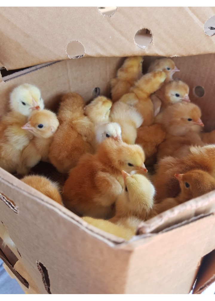 SASSO KIRMIZ ETLİK 100ADET